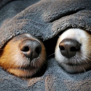 Noses @.jpg