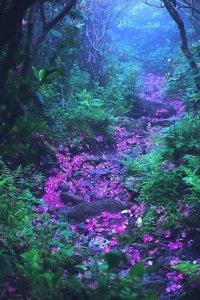 follow 12th misty forest path.jpg