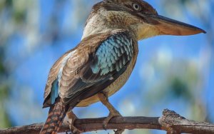 Blue-winged-Kookaburra_Kelly-Kirkland.jpg