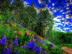 summerlandscape1.jpg
