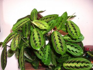 Maranta.jpg