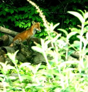coyote on woodpile 6.2.20 crop.jpg