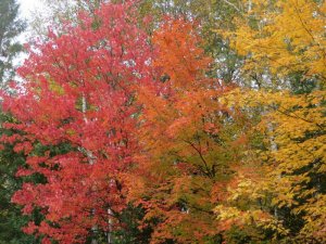 IMG_0219.JPG