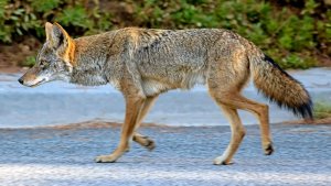 Coyote.jpg