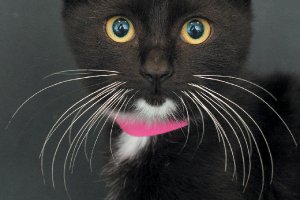 A-black-cat-whiskers-close-up.jpg