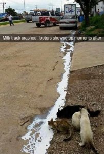 looters.jpg