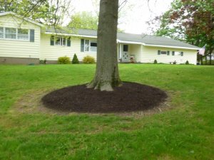 finished tree and house.JPG