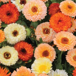 fruitburstcalendula.jpg