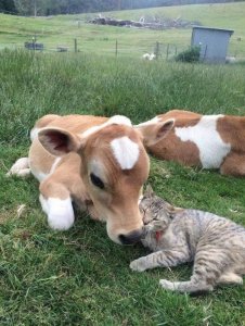 cowcatawww.jpg
