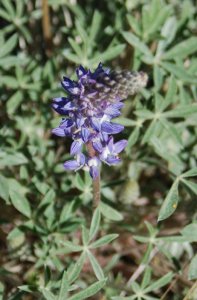 lupine in the meadow.jpg