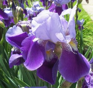 iris May 2017g.jpg