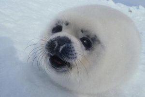 babyseal.jpg