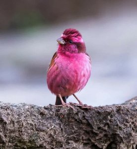 magenta1.jpg