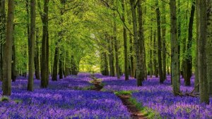 purple stuff 4.jpg