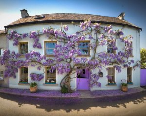 purple.jpg