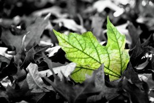 a-touch-of-green-terry-olsen.jpg