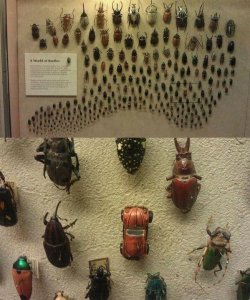 beetles.jpeg