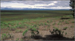 marsh.jpg