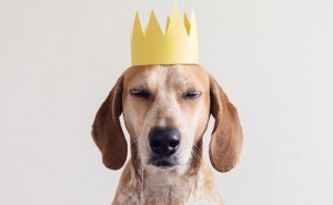 G_Doggy_Style.jpg