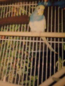 lennypu.jpg lennypu.jpg