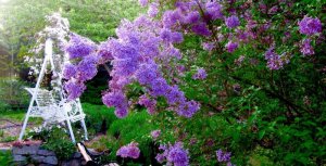 springbeautiful2.jpg