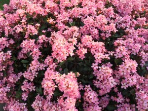 IMG_1951.JPG