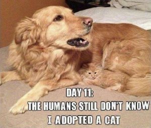 dogadoptscat.JPG