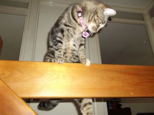 gymnastic beam.JPG
