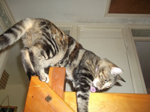 catandbeam2.JPG