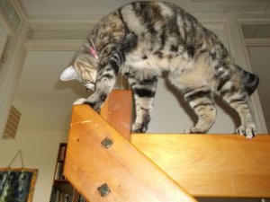 catandbeam3.JPG