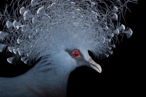 birds-hero.ngsversion.1498516940057.adapt.1900.1.jpg