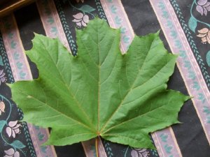 maple leaf1.jpg