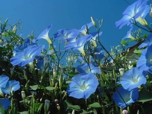 blue stuff glories.jpg