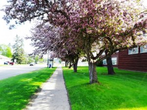 apple blossoms.jpg