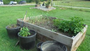 garlic and taters.JPG