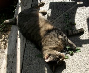 Cats catnip 003.JPG