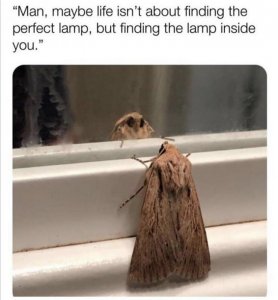 moth.jpg