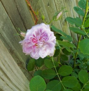 rose by fence Jun 15 20.jpg