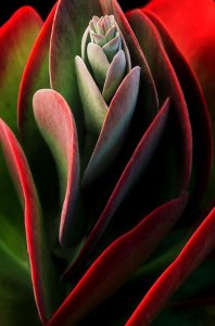 tumblr_f710740f38588ab29f9baf00db7db870_ff0455db_540.jpg