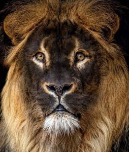 lion.jpg
