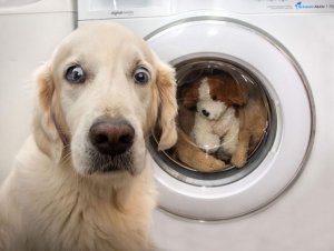 Washing @.jpg