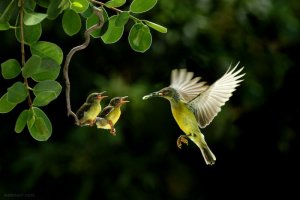 birds.jpg
