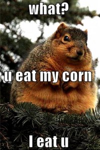 funny  animal (87).jpg