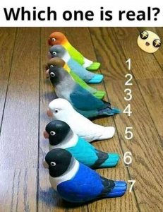parakeets.jpg