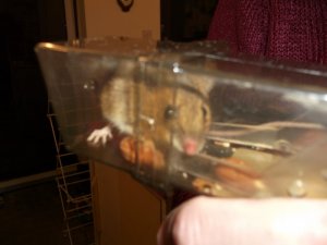mouse1.JPG