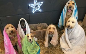 Nativity @.jpg