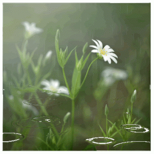 spring rain.gif