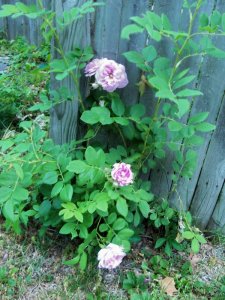 rose by fence Jun 19 20.jpg
