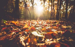 Leaves-Fall-INSTAFALL1017.jpg
