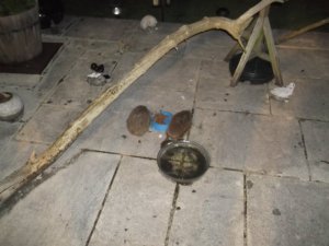 hedgehogs.JPG